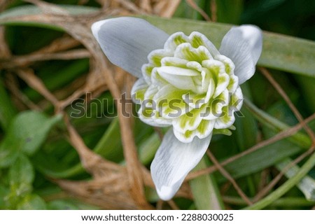 Galanthus nivalis 'Flore Pleno' is a snowdrop with double green flowers Royalty-Free Stock Photo #2288030025