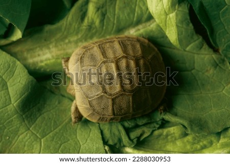 Top shot of a small turtle