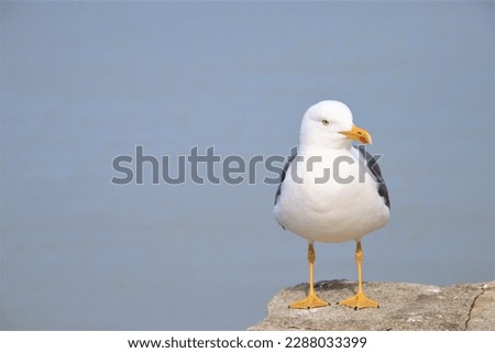 close up picture of a sea gull 