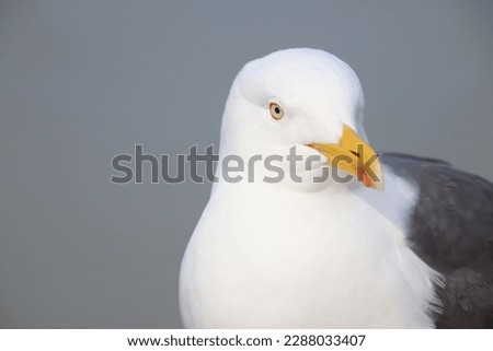 close up picture of a sea gull 