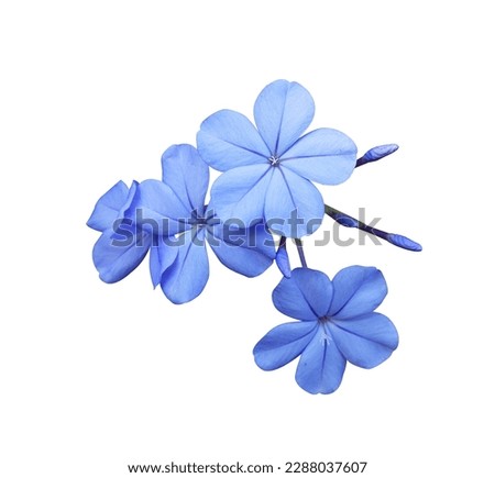 White plumbago or Cape leadwort flowers. Close up small blue flowers bouquet isolated on white background. Royalty-Free Stock Photo #2288037607