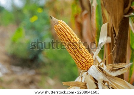 A selective focus picture of corn cob in organic corn field, Ripening yellow corn on the cob, maize closeup