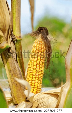 A selective focus picture of corn cob in organic corn field, Ripening yellow corn on the cob, maize closeup