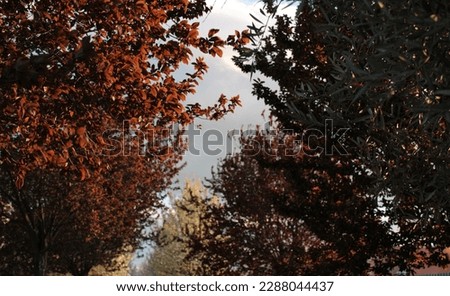 leaves of various trees of different colors and the gray sky in the background