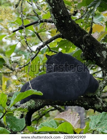 Melanistic Leopard aka Black Panther in Forest