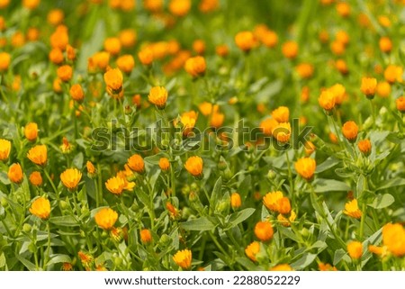 Meadow With Pot Marigold (Calendula Officinalis)