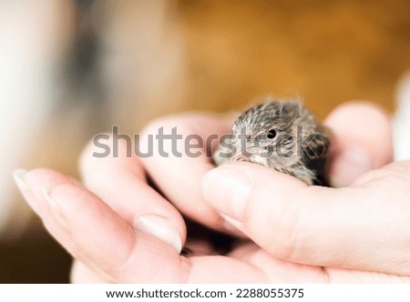 Small Pretty House Sparrow (Passer Domesticus) sits in the palms. Young sparrow chick in female hands. the concept of closeness with nature. Caring for chicks