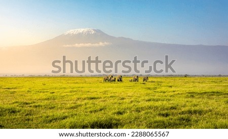 Mount Kilimanjaro with a herd of elephants walking across the foreground. Amboseli national park, Kenya. Royalty-Free Stock Photo #2288065567