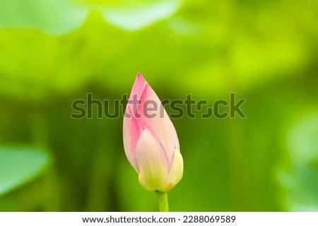 Lotus Flower My Fast Photo, 
Canon-60D
Lens-85mm Royalty-Free Stock Photo #2288069589