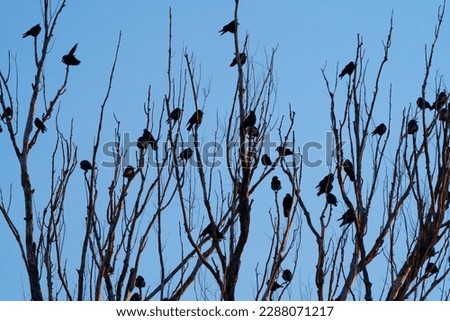 A group of raven sitting on the top of the leafless tree with silhouette sunset sky at dusk.