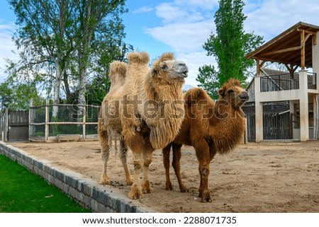 Bactrian camels in Budapest zoo in Hungary that are hairy camel in a pen with long fur winter coat Royalty-Free Stock Photo #2288071735