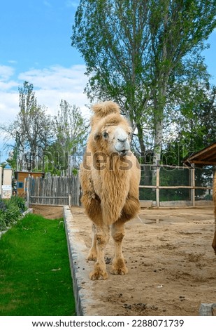 Bactrian camels in Budapest zoo in Hungary that are hairy camel in a pen with long fur winter coat Royalty-Free Stock Photo #2288071739