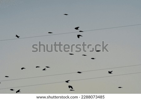 Flock of birds flying across a sunset sky.