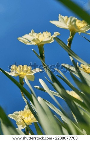 close up white and yellow daffodils in spring sunny day bottom view, down point of shoot