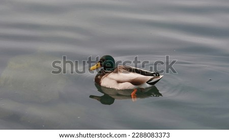 Graceful Mallard (Anas Platyrhynchos): A Picture perfect moment of nature's beauty. spring shots.