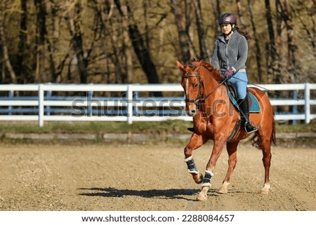 Horse quarter horse in the diagonal on the riding arena with rider in a gallop (support phase), motif on the right in the picture with raised front leg.
