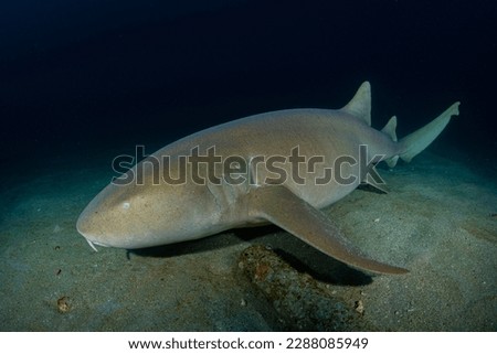 picture of the shark from underwater