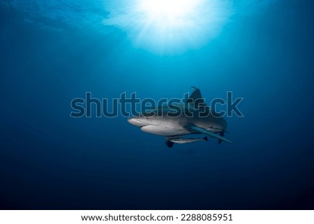 picture of the shark from underwater