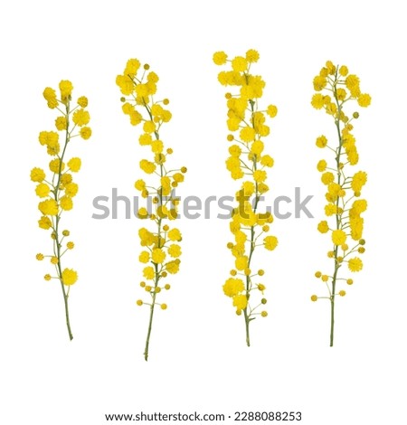 Bouquet of fresh spring yellow flower mimosa isolated on white background, as a gift for Mom's day or Valentine's day. Floral symbol of spring, heat and sun, png, DOF. Shallow depth of field Royalty-Free Stock Photo #2288088253