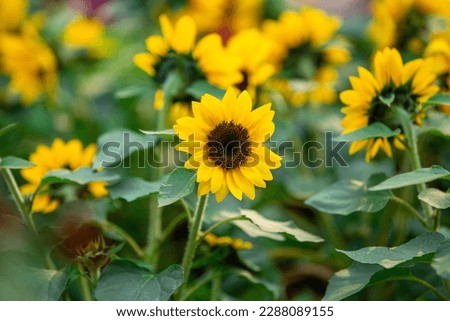 Sunflower bush in the garden. Selective focus with shallow depth of field