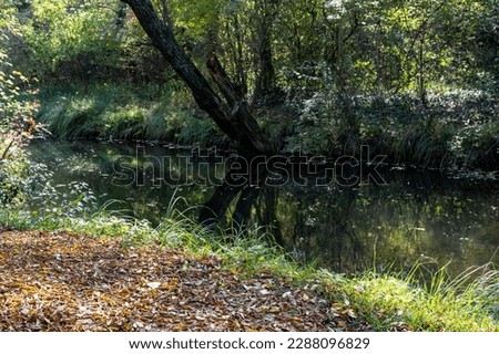 River  in green forest on summertime nature. River flows over rocks through the woods.  Spring background Stream of water in the forest.
