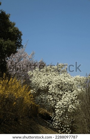 Trees blooming in three colors