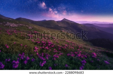 Fantastic coloful summer sunset with rhododendron flowers. Awesome alpine highlands with blossoming rhododendron flowers with starry sky. Vibrant nature background. scenic photo of wild nature.
