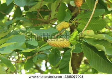 Magnolia hypoleuca, tree with fruits after flowertime