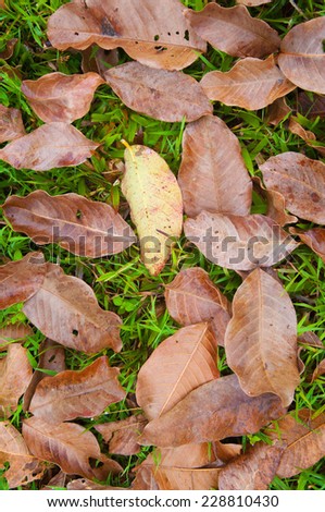Dry leave on the grassland