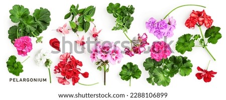 Geranium flowers and leaves isolated on white background. Pelargonium plants collection. Creative layout. Summer garden concept. Flat lay, top view. Design element 
 Royalty-Free Stock Photo #2288106899