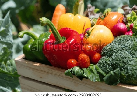 Wooden crate filled with fresh organic vegetables in sun light
 Royalty-Free Stock Photo #2288109695