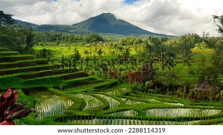 Bali Jatiluwih rice fields perspective five Royalty-Free Stock Photo #2288114319