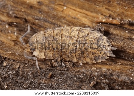 Natural closeup on an abnormal colored rough wood-louse, Porcellio scaber sitting on wood