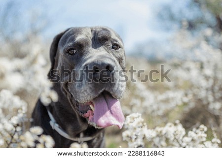 Beautiful Cane Corso among  the flower and blossomed bushes