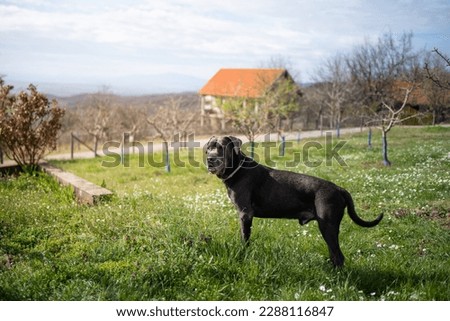 Old Cane Corso as known as little mastiff or Italian mastiff watching for intruders . He is guarding his territory