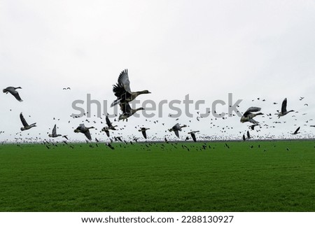 Flock of geese in flying over farm fields. Flight with wild birds. Beautiful birds during the migration. Wildlife birdwatching.