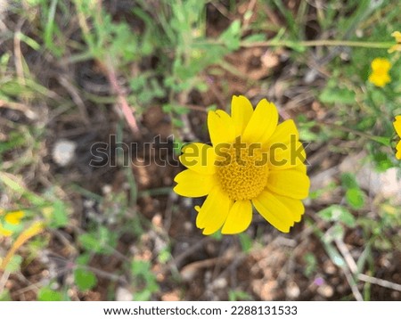 Beautiful bright yellow coloured calendula flower 