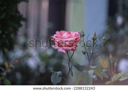 Rose flower on a bush in the rays of the sun. Bush with a rose flower.