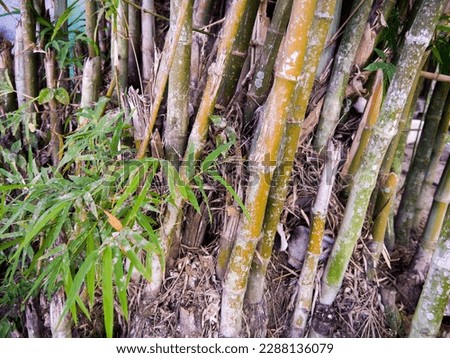 photo of bamboo trees, green grass, nature pictures.