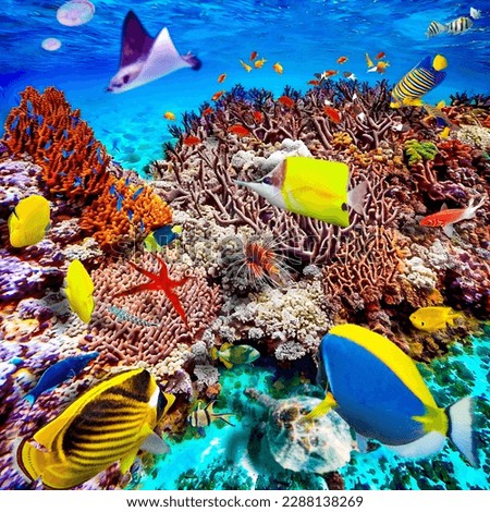 Magnificent underwater world in tropical ocean. 