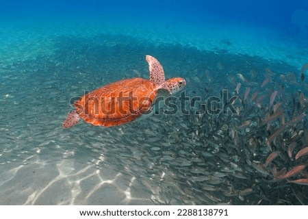 Green sea turtle with vivid shell and school of fish in the ocean. Swimming turtle and swimming fish, underwater photo. Scuba diving with wild marine life, travel picture. Aquatic wildlife. 