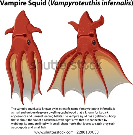 Vampire Squid (Vampyroteuthis infernalis) with Informative Text illustration