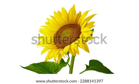 Sunflower with leaf in white background