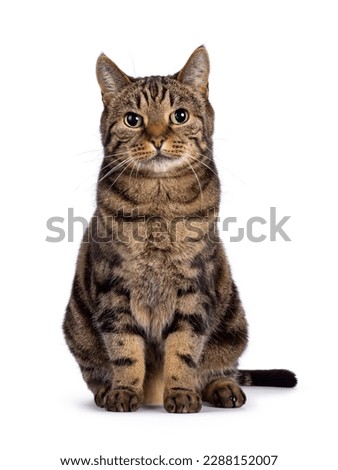 Excellent typed purebred senior European Shorthair cat, sitting up facing front. Looking at camera. Isolated on a white background. Royalty-Free Stock Photo #2288152007