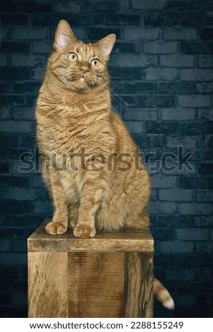Cute tabby cat sitting on wooden column and looking funny away. Vertical image.