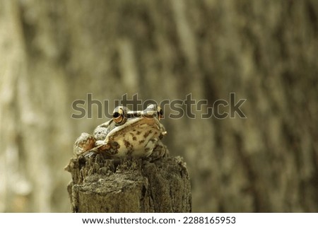 common frog, four lined frog, golden tree frogor striped tree frog.Polypedates leucomystax sitting on dry tree with bokeh background
