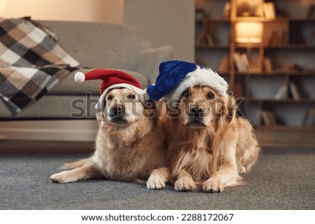 Conception of New Year. In Santa hats. Two golden retrievers is together at domestic room indoors.