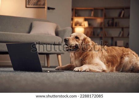 Sitting by laptop. Golden retriever is at domestic room indoors.