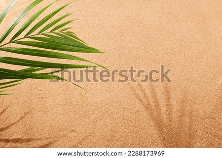Sandy beach, palm leaf. Natural sandy background. Top view.