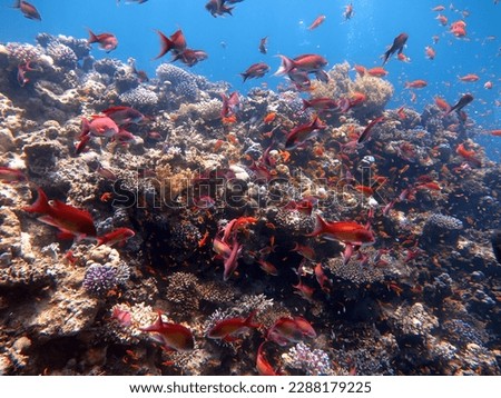 Fish and hard coral reef of the red sea